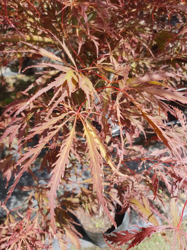 Acer palmatum 'Crimson King'