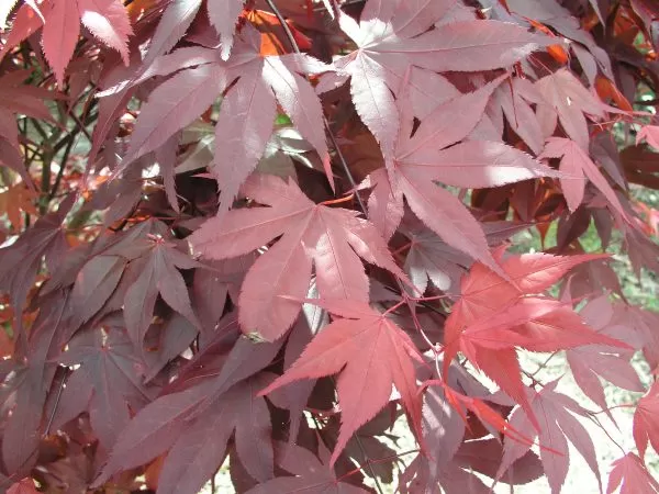 Acer palmatum 'Okagami'