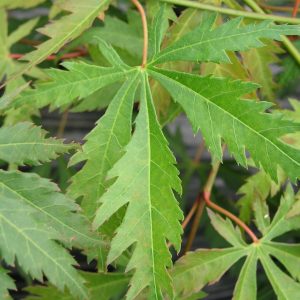 Acer palmatum 'Omurayama'