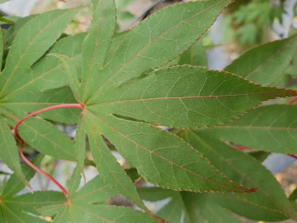 Acer palmatum 'Osakazuki'