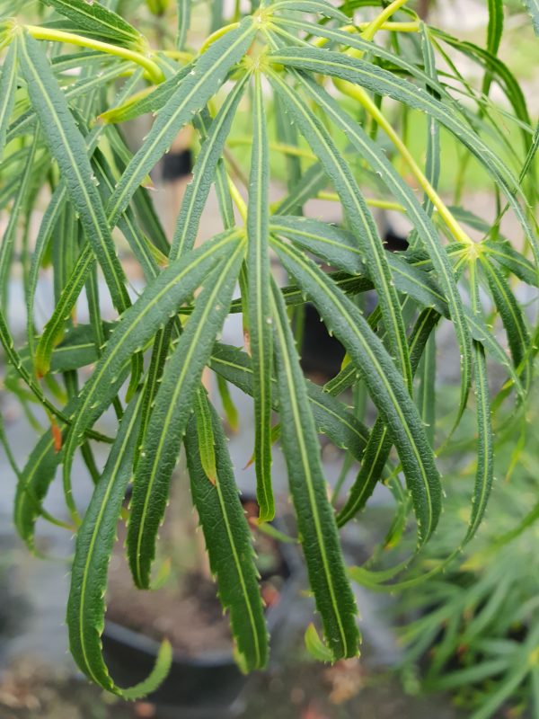 Acer palmatum 'Scolopendrifolium'