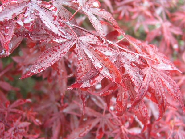Acer palmatum 'Shaina'