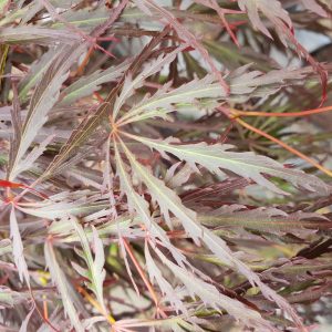 Acer palmatum diss 'Crimson Queen'