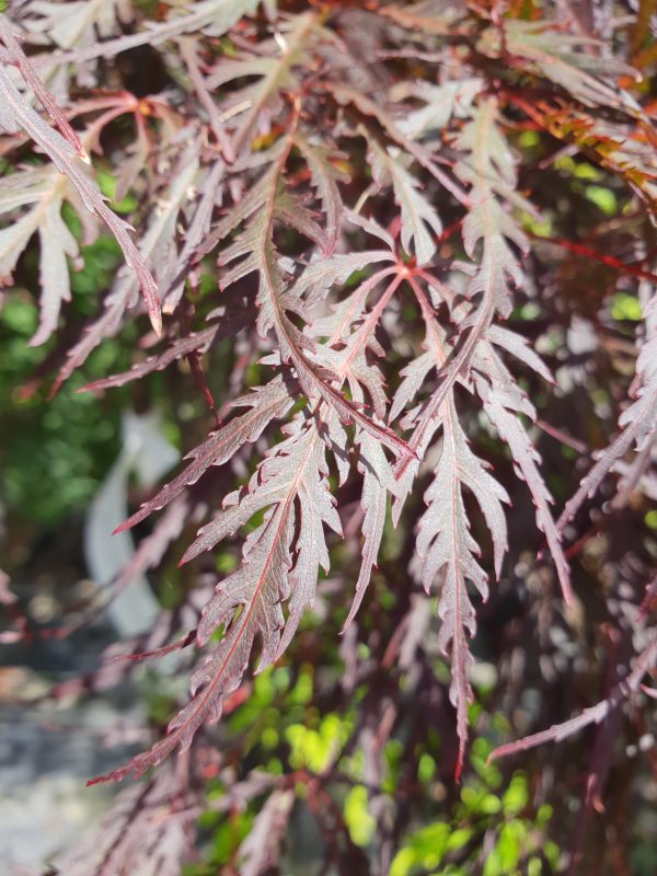 Acer palmatum diss 'Tamukeyama'