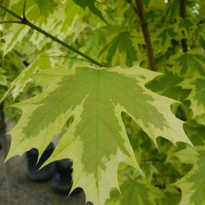 Acer platanoides 'Drummondii'