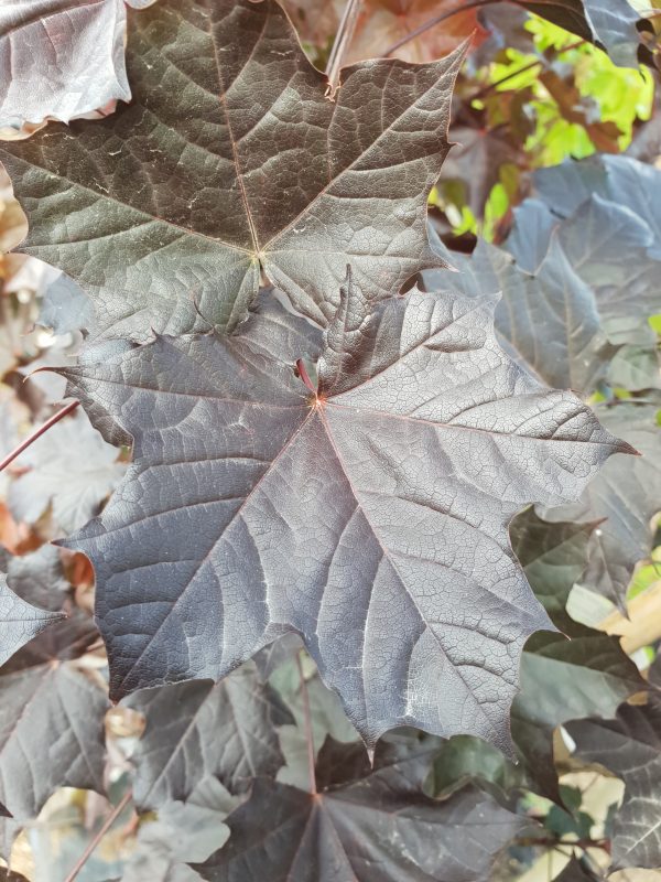Acer platanoides 'Nigrum'
