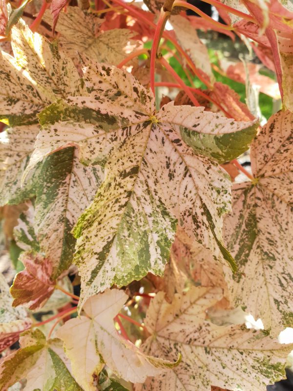 Acer pseudoplatanus 'Esk Sunset'