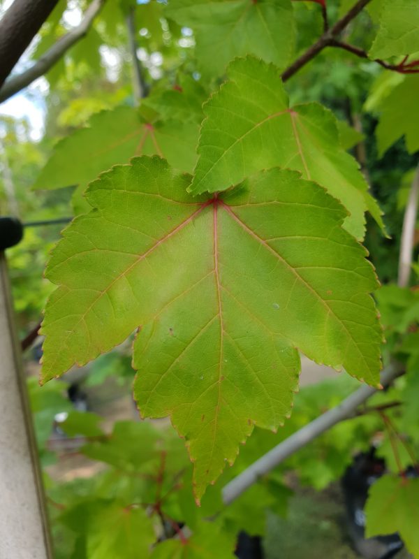 Acer rubrum 'Columnare'