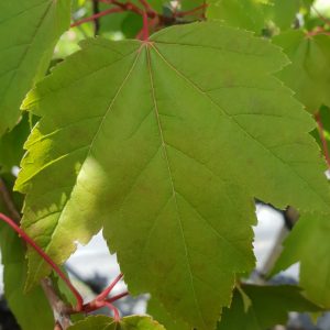 Acer rubrum 'Red Sunset'