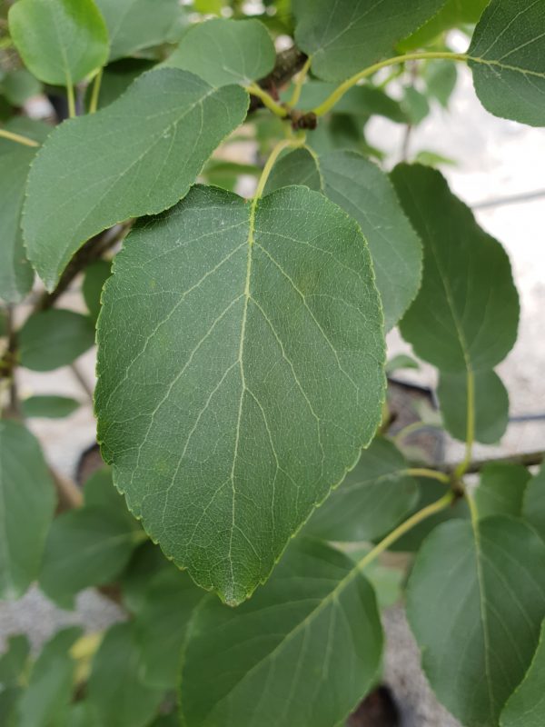Alnus cordata