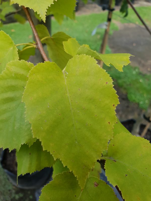 Betula papyifera