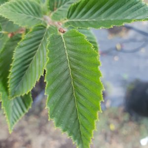 Carpinus betulus 'Fastigiata'