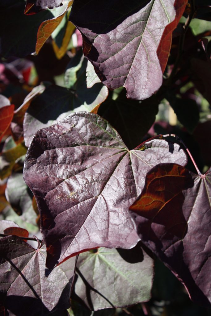 Cercis canadensis 'Forest Pansy' Little Big Tree Company Christchurch