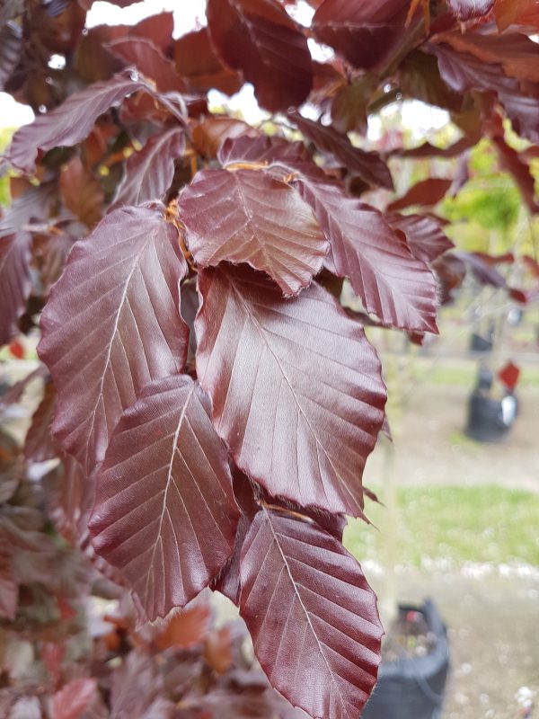 Fagus sylvatica 'Purpurea'