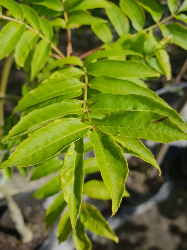 Fraxinus excelsior 'Green Glow'