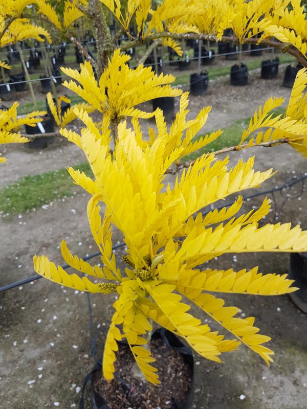 Gleditsia 'Sunburst'
