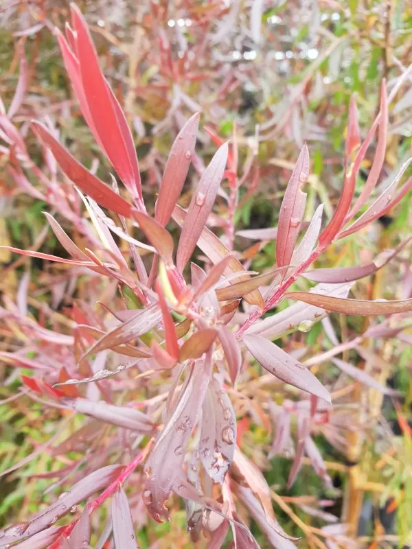 Leptospermum 'Copper Sheen'