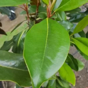 Magnolia 'Little Gem'