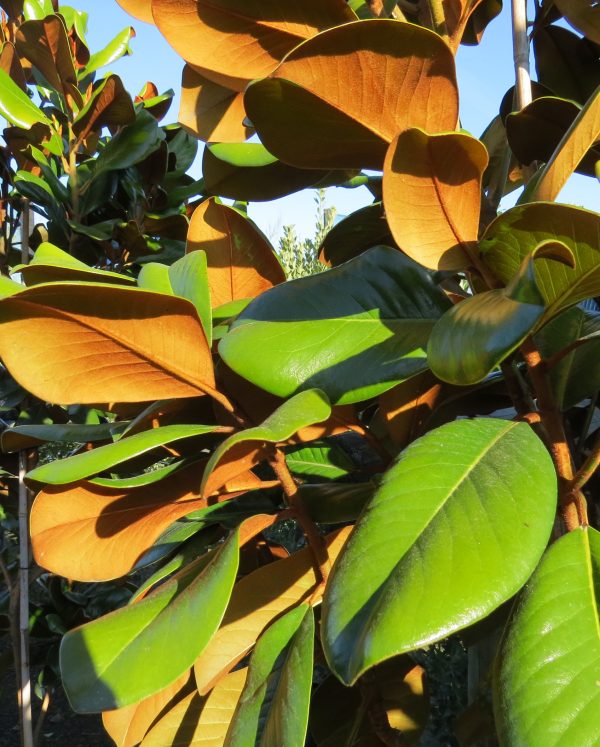 Magnolia 'Teddy Bear'