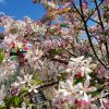 Malus floribunda - Image 2