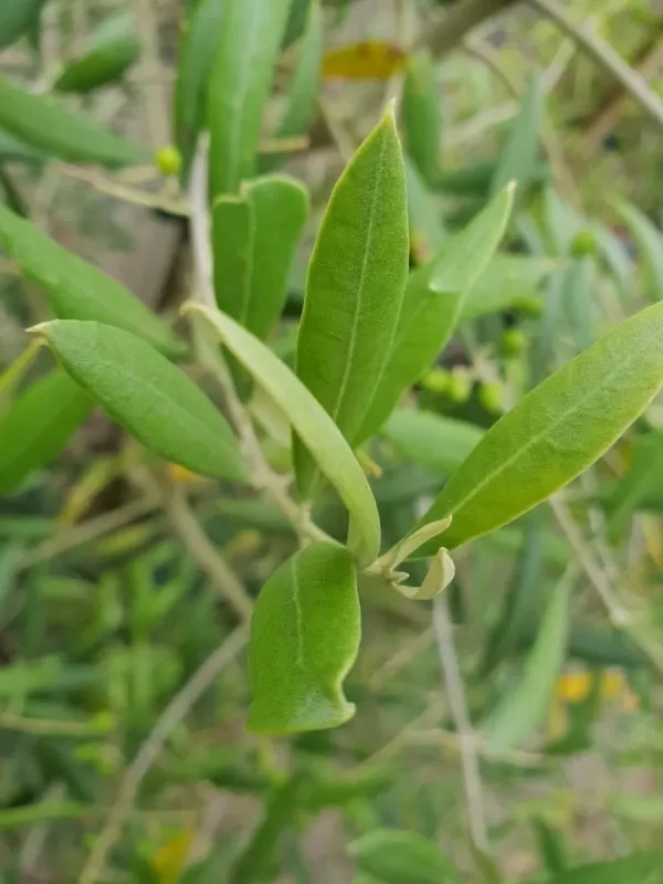 Olea 'El Greco'