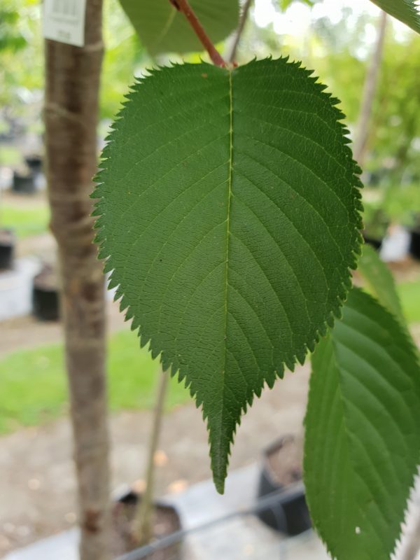Prunus 'Accolade' 1.8m Std