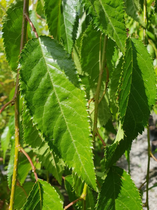 Prunus 'Shidare Sakura' 1.5m Std