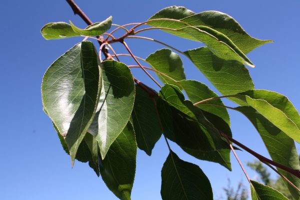 Pyrus calleryana 'Aristocrat'