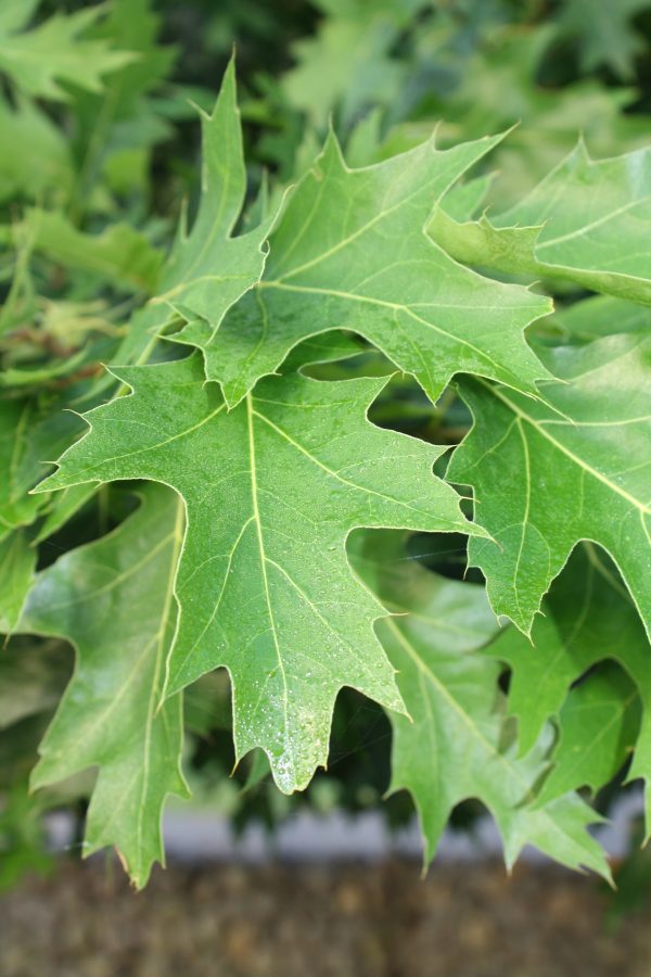 Quercus palustris