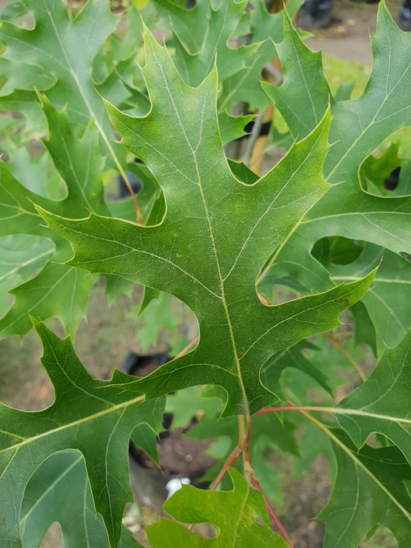 Quercus coccinea