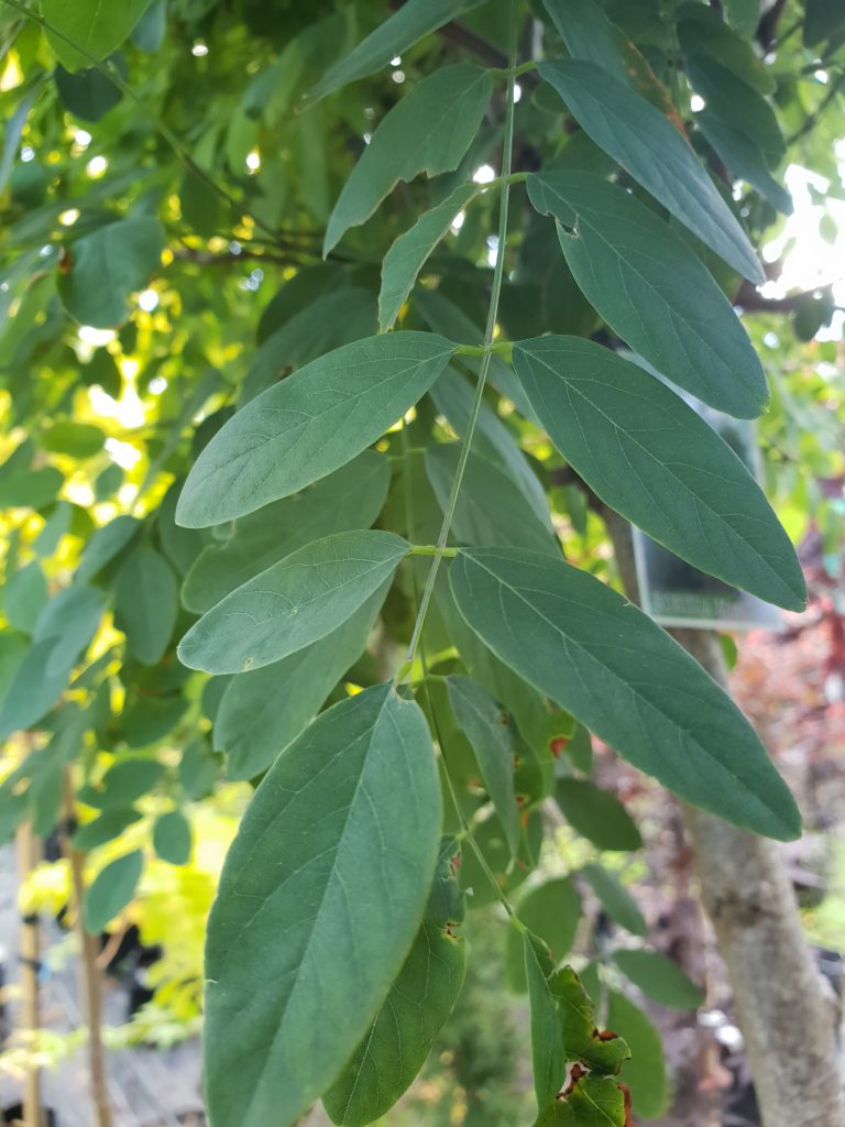 Robinia 'Mop Top' 1.5m Std Little Big Tree Company Christchurch New