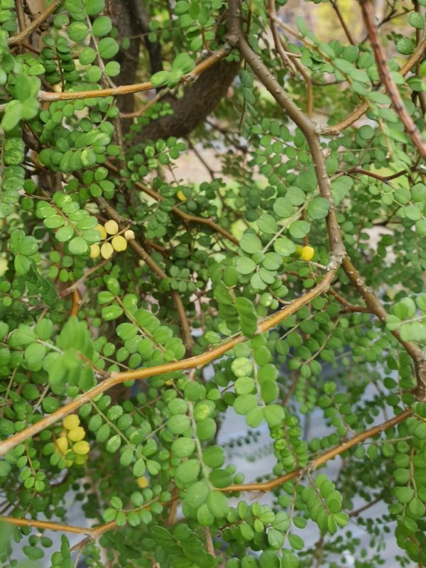 Sophora microphylla