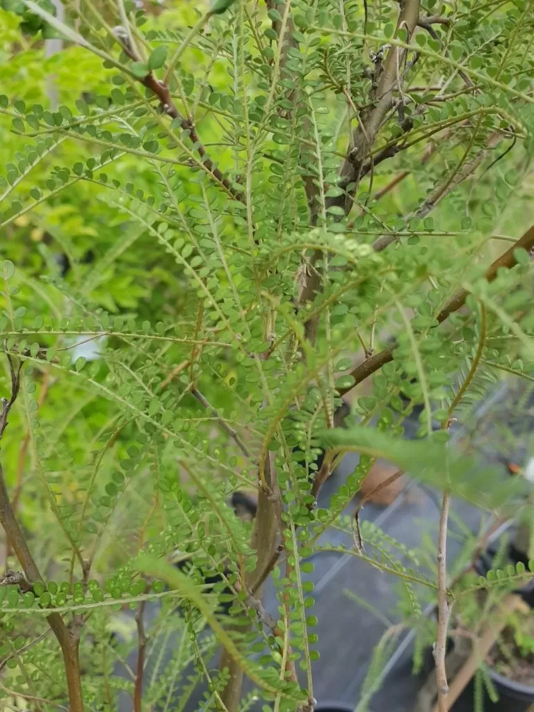 sophora-microphylla-longicarinata-little-big-tree-company
