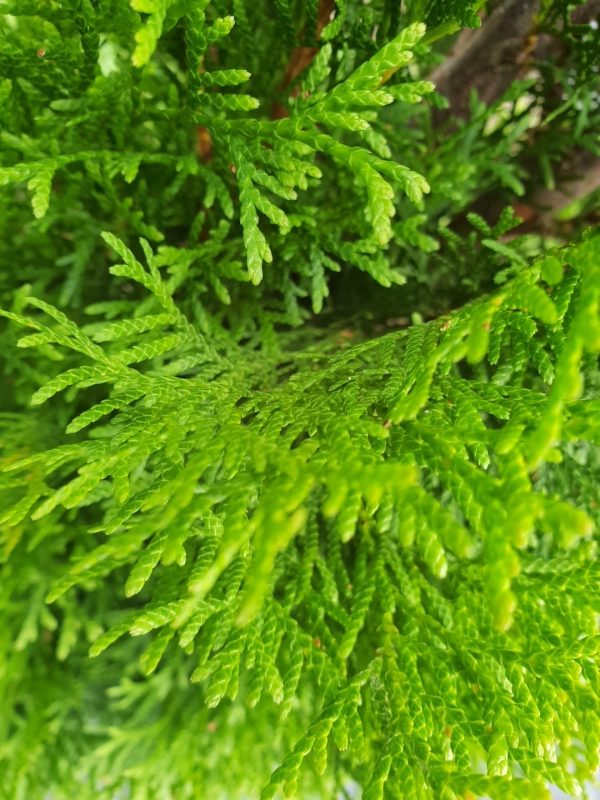 Thuja 'Smaragd'