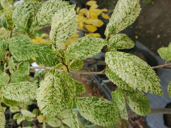 Ulmus carpinifolia 'Variegata'