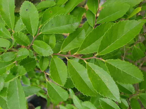 Ulmus parvifolia
